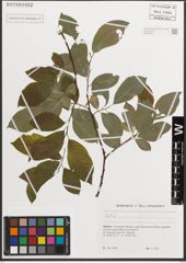 Foto von Salix L.